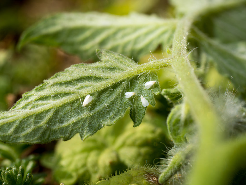 Whitefly on tomatoes: A totally safe, chemical free way to keep whitefly off your tomato plants. Reflective film/mulch