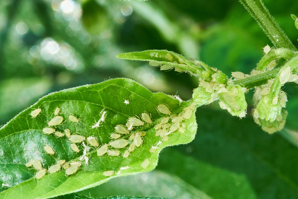 Common Garden Pests: Aphids!