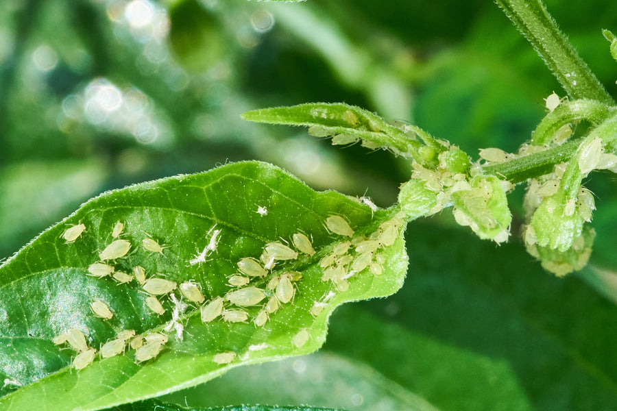 A colony of green aphids on a leaf