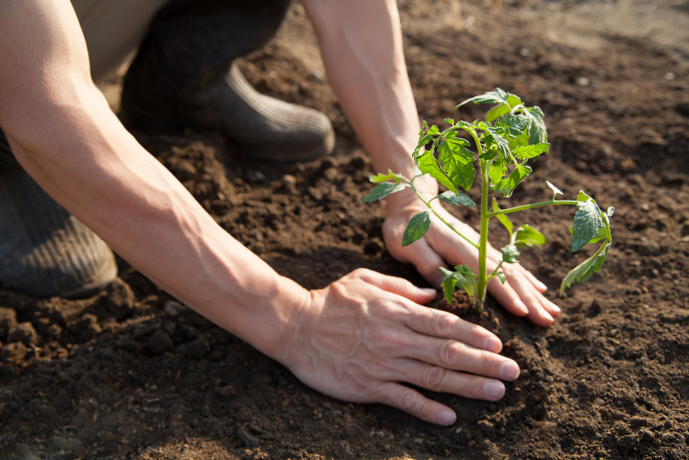 Hands firming soil around a newly planted tomato seedling
