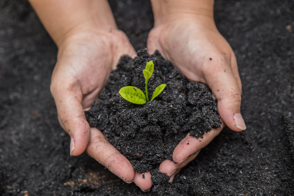 A seedling in a double handful of dark soil