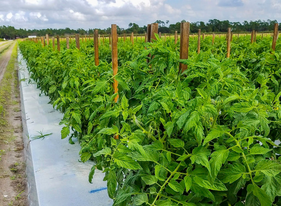 Long rows of staked tomato plants on silver reflective mulch in a Florida field