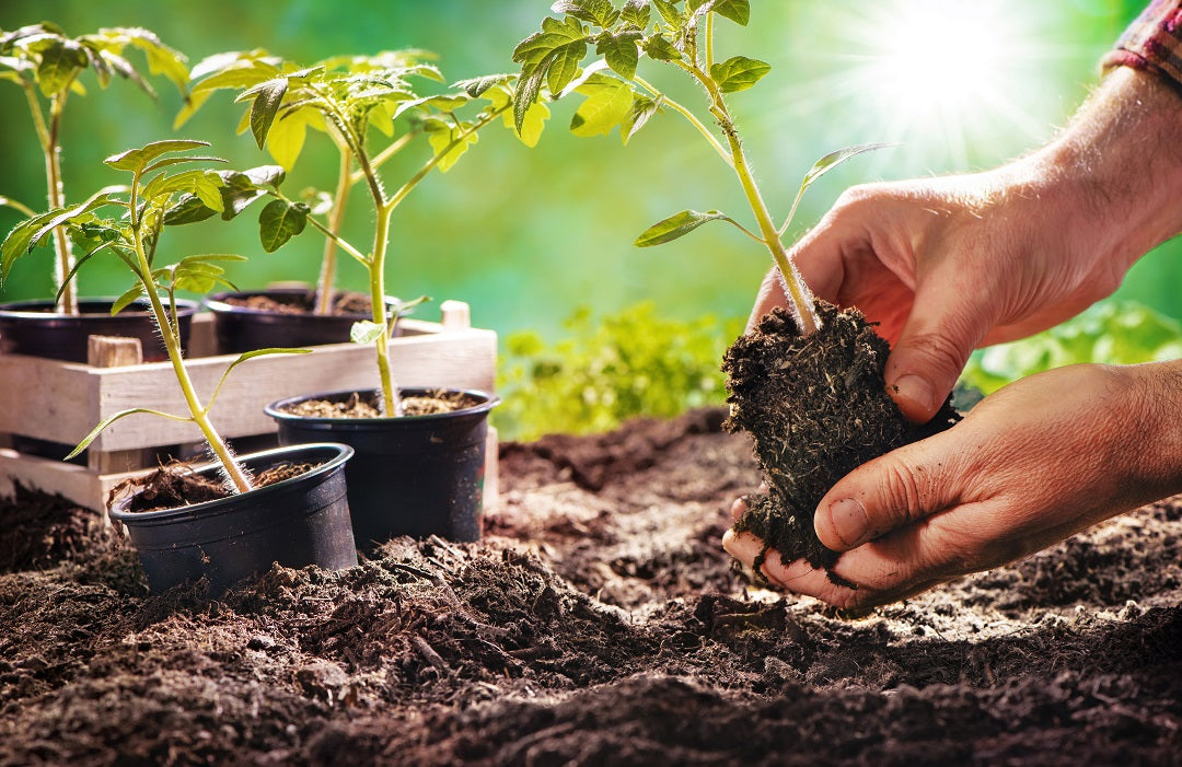 Hands setting a young tomato plant into rich, dark soil