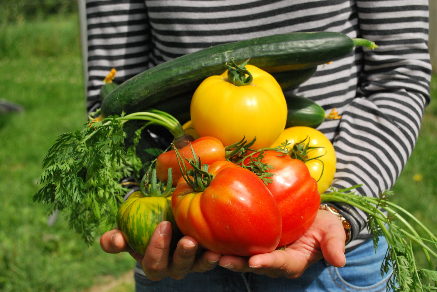 An armful of just-picked tomatoes, cucumbers and carrots