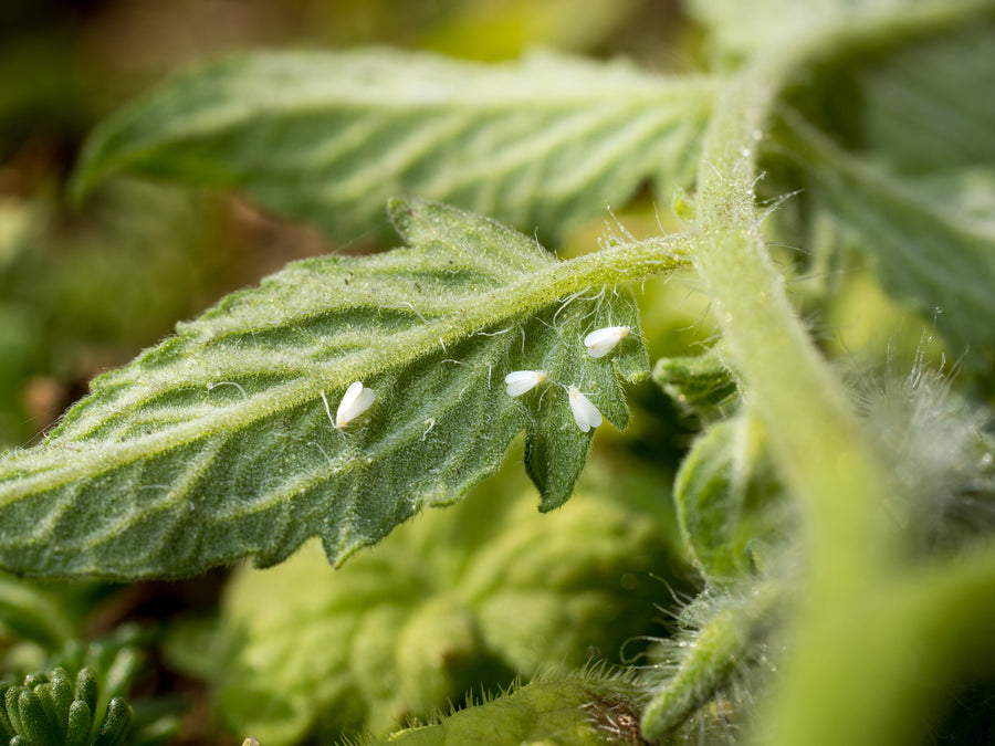 Whiteflies on the underside of a tomato leaf